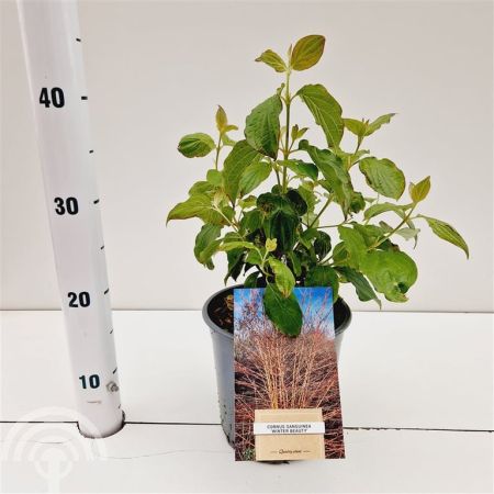 Cornus sanguineum Winter Beauty c2-5 20-30 45x45 Rode kornoelje | Cornus sanguineum 'Winter Beauty'