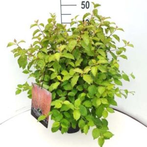 Rode Kornoelje | Cornus sanguinea 'Midwinter Fire'