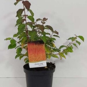 Rode Kornoelje | Cornus sanguinea 'Midwinter Fire'