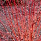 Rode kornoelje | Cornus sanguineum 'Midwinter Fire' | In pot 2L | Hoogte 30-40cm Rode Kornoelje | Cornus sanguinea 'Midwinter Fire'
