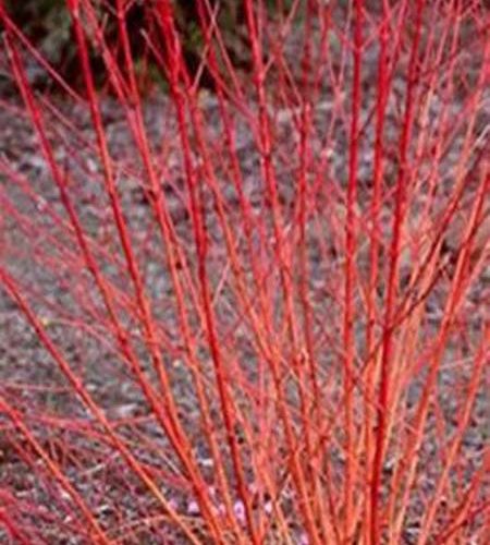 Rode Kornoelje | Cornus sanguinea 'Midwinter Fire'