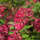 Ribes sang. King Edward VII bloem 45x45 1