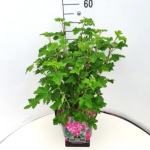 Rode ribes | Ribes sanguineum 'King Edward VII'