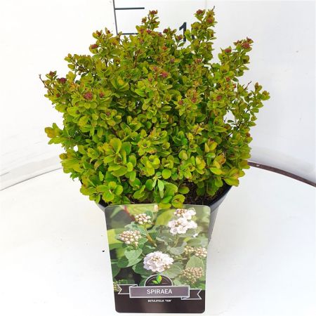Spiraea betulifolia Tor C3 30-40 45x45 Spierstruik | Spiraea betulifolia 'Tor'