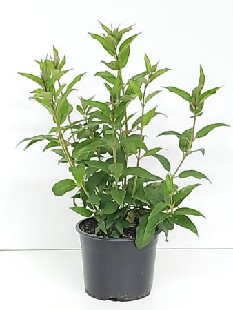 Spierstruik | Spiraea betulifolia 'Tor'