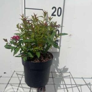 Spierstruik | Spiraea japonica 'Anthony Waterer'