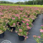 Spierstruik | Spiraea japonica 'Anthony Waterer' | In pot 2L | Hoogte 30-40cm Spierstruik | Spiraea japonica 'Anthony Waterer'