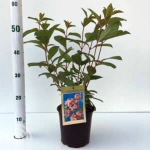 Sneeuwbal | Viburnum bodnantense 'Dawn'