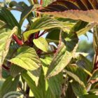 Sneeuwbal | Viburnum bodnantense 'Dawn' | In pot 2,5L | Hoogte 40-50cm Sneeuwbal | Viburnum bodnantense 'Dawn'