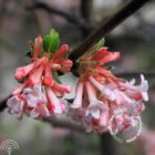 Sneeuwbal | Viburnum bodnantense 'Dawn' | In pot 2,5L | Hoogte 40-50cm Sneeuwbal | Viburnum bodnantense 'Dawn'