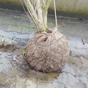 Boomkluit met jute en draad | Draadkluit