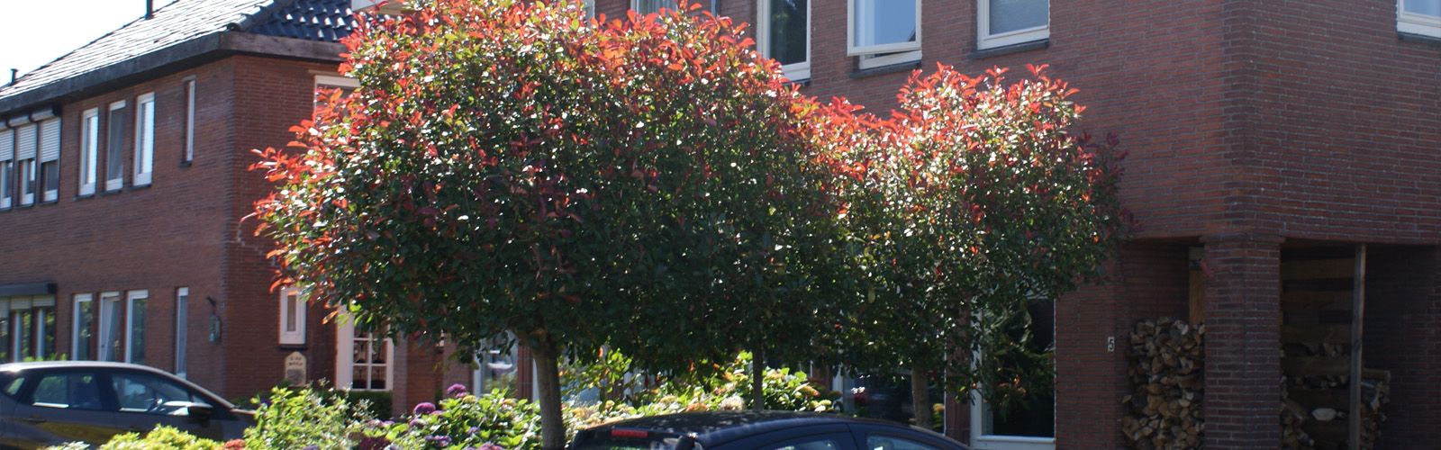 groenblijvende bomen