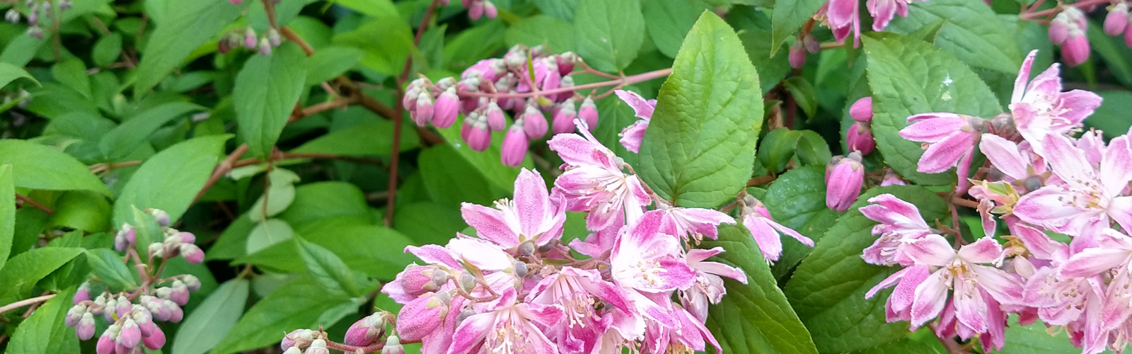 heesters, struiken, struikenspecialist