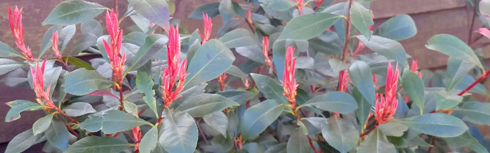 heesters bladhoudend