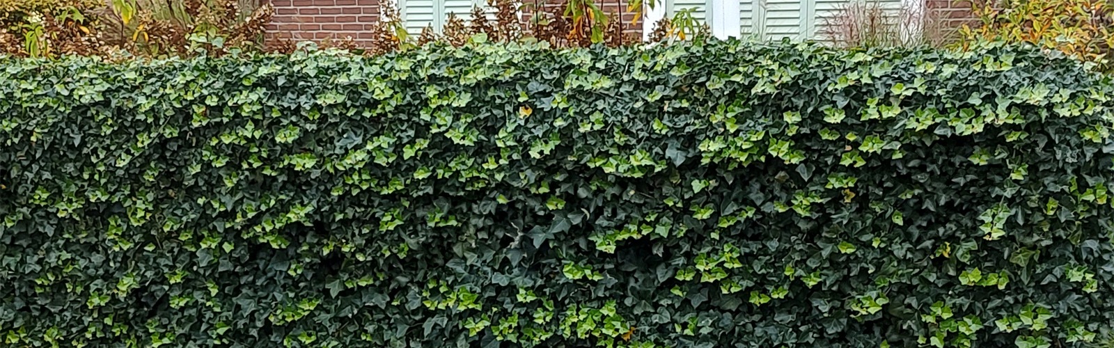 klimplanten bladhoudend