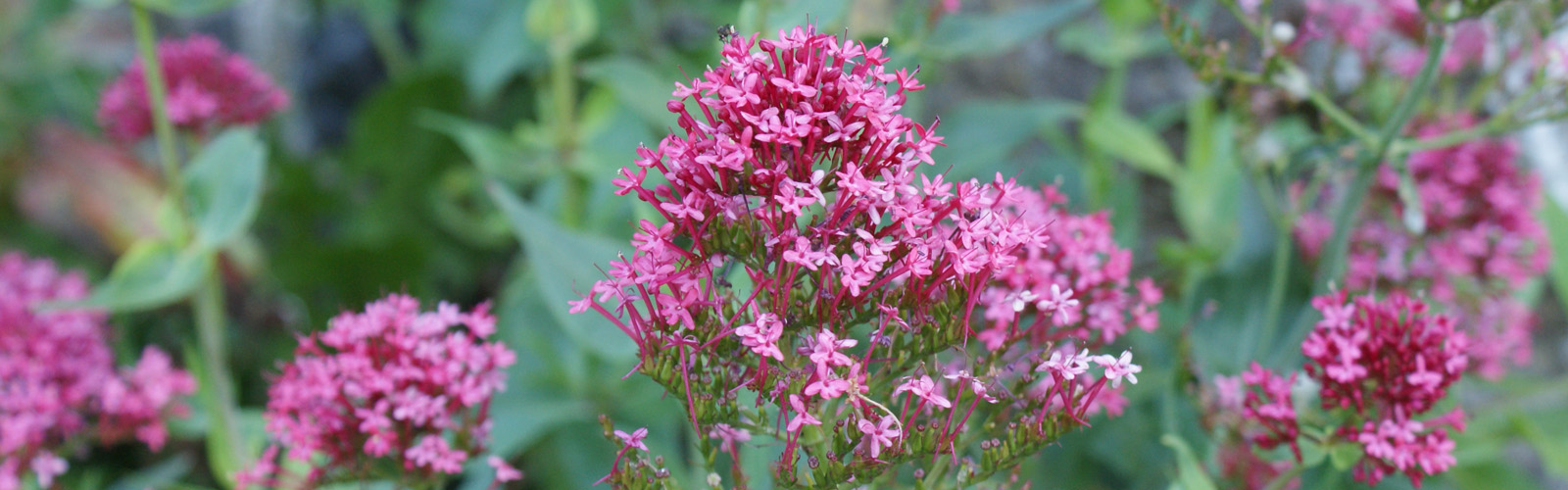 book, e-book, leer zelf je beplanting samenstellen