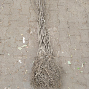 kale wortels