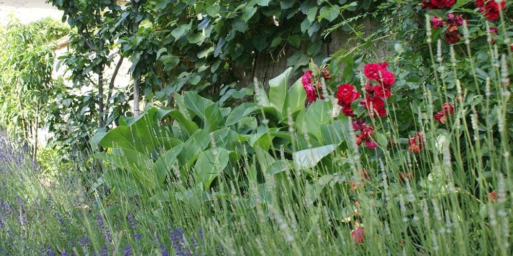 Je tuin aanpassen als boodschappen doen zonder lijstje? tuin aanpassen | tuin veranderen