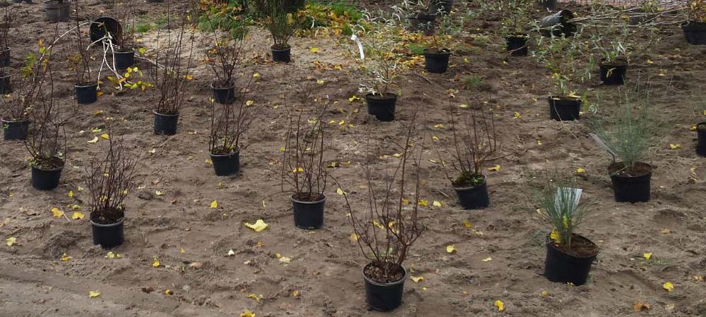 Waarom aanplanten in de herfst en winter een goede zet is! aanplanten in de herfst en winter