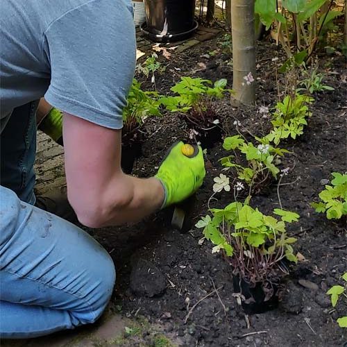aanplanten