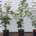 Veldesdoorn - Spaanse aak | Acer campestre