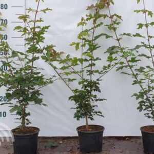 Veldesdoorn - Spaanse aak | Acer campestre