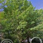 Acer campestre 6x4 blad boom