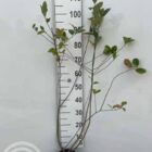 Zwarte appelbes | Aronia melanocarpa (C7.5 80-100 CM) Zwarte appelbes | Aronia melanocarpa