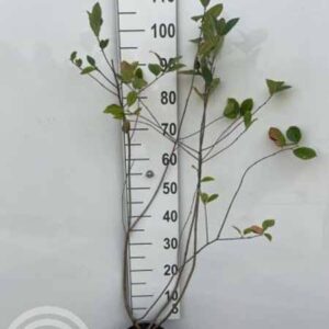 Zwarte appelbes | Aronia melanocarpa