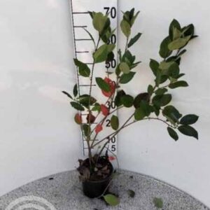 Zwarte appelbes | Aronia melanocarpa