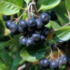 Zwarte appelbes | Aronia melanocarpa