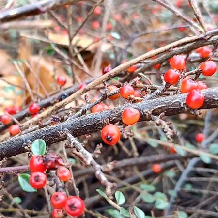 Besdragende struiken winter | cotoneaster