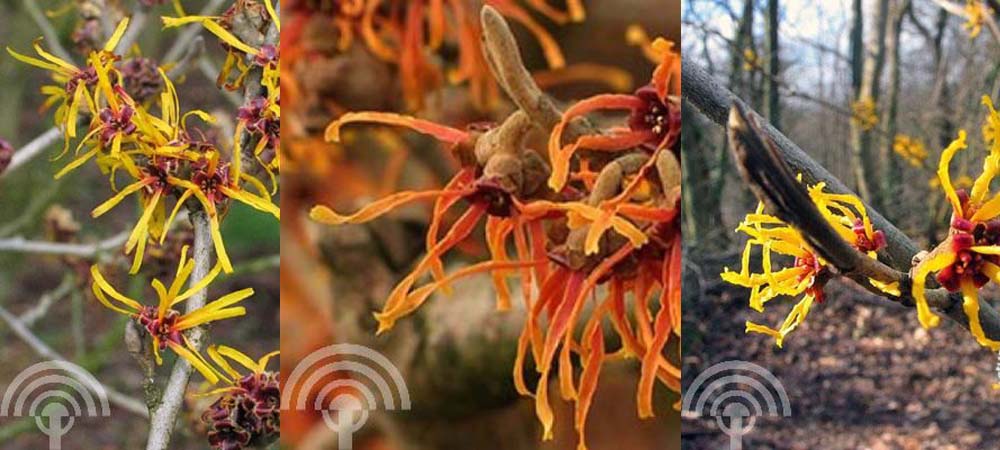 De Hamamelis, een aantrekkelijke winterbloeiende struik Hamamelis mollis diverse soorten