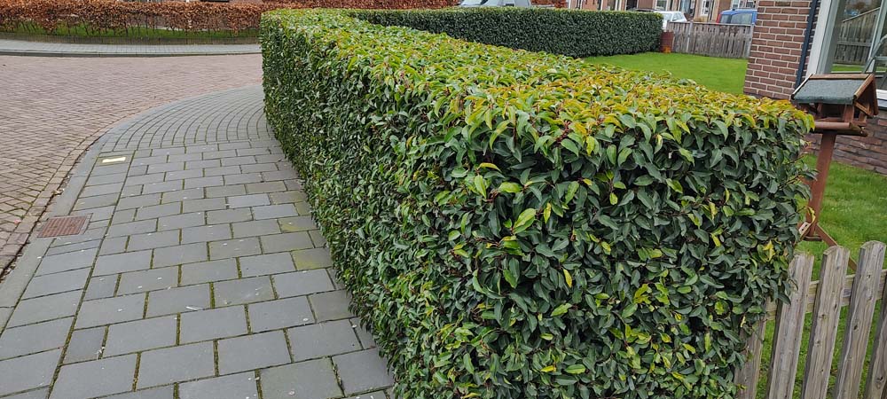 wintergroene hagen, haag