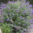 Vlinderstruik | Buddleja davidii 'Lochinch' | In pot 3L Vlinderstruik | Buddleja davidii ‘Lochinch’