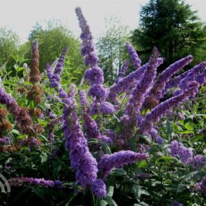 Vlinderstruik | Buddleja davidii 'Orchid Beauty'