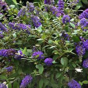 Vlinderstruik | Buddleja davidii 'Blue Chip'