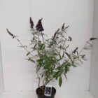 Vlinderstruik | Buddleja davidii 'Black Knight'