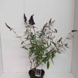 Vlinderstruik | Buddleja davidii 'Black Knight'