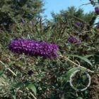 Vlinderstruik | Buddleja davidii 'Black Knight'
