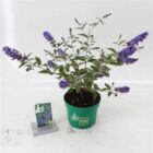Vlinderstruik | Buddleja davidii Free Petite 'Blue Heaven' | In pot 3L Vlinderstruik | Buddleja davidii Free Petite® 'Blue Heaven'