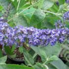 Vlinderstruik | Buddleja davidii Free Petite 'Blue Heaven' | In pot 3L Vlinderstruik | Buddleja davidii Free Petite® 'Blue Heaven'