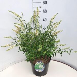 Vlinderstruik | Buddleja davidii Free Petite® 'Snow White'