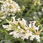 Vlinderstruik | Buddleja davidii Free Petite® 'Snow White'