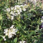 Vlinderstruik | Buddleja davidii Free Petite® 'Snow White'