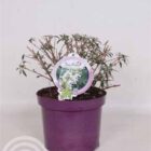 Vlinderstruik | Buddleja davidii Free Petite® 'Snow White'