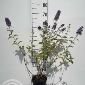 Vlinderstruik | Buddleja davidii ‘Lochinch’
