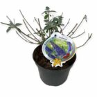 Vlinderstruik | Buddleja davidii 'Lochinch' | In pot 3L Vlinderstruik | Buddleja davidii ‘Lochinch’