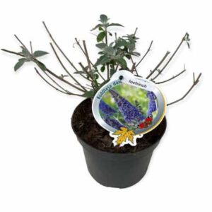 Vlinderstruik | Buddleja davidii ‘Lochinch’