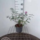 Vlinderstruik | Buddleja davidii 'Pink Delight'